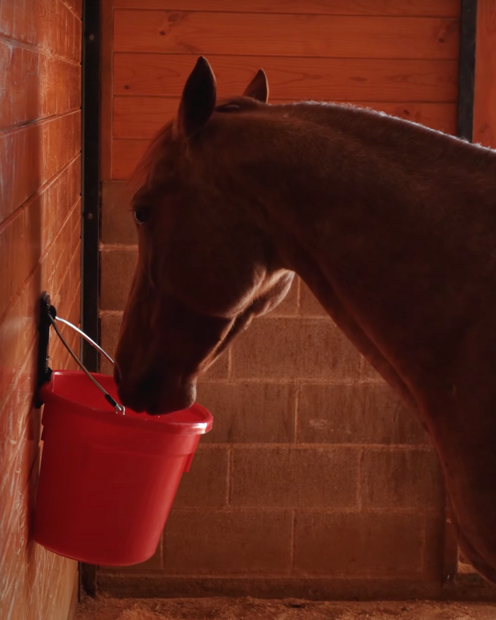 A brown horse drinks from a red flat-back bucket securely mounted on the Bucket Pro bucket holder, which is attached to a wooden barn stall wall.