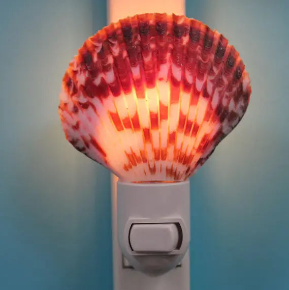 Calico Pecten Seashell Night Light plugged into a wall outlet against a teal wall, glowing warm amber light through the fan-shaped calico pecten shell with red, orange, and white patterned ridges, with a white toggle switch base