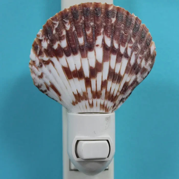 Calico Pecten Seashell Night Light plugged into a wall outlet against a teal wall, showing the fan-shaped calico pecten shell with brown and white ribbed patterning in natural (unlit) daylight, with a white toggle switch base