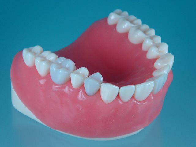 denal gum suture surgical model