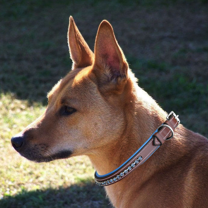 ExionPro Dark Blue Bling Dog Collar