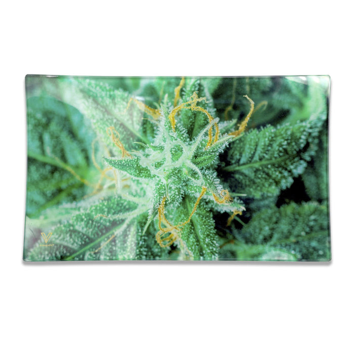 glass rolling tray ak 47 medium v syndicate